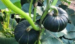 吃茄瓜的网红是谁啊图片,美味瞬间引爆网络